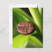 Bambus Kaffeebohne ポストカード (正面/裏面)