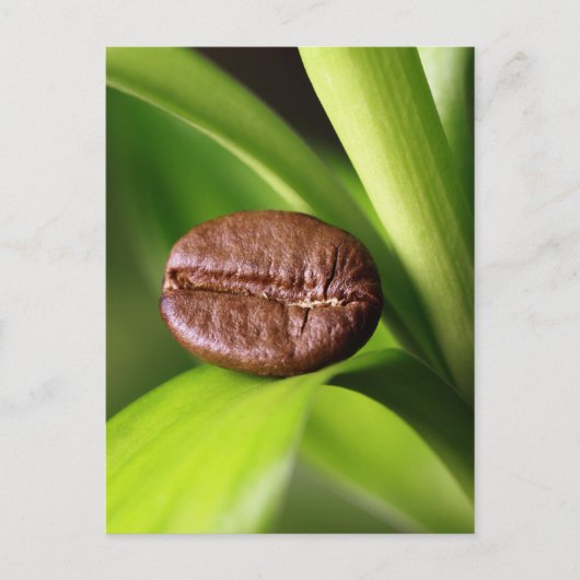 Bambus Kaffeebohne ポストカード (正面)
