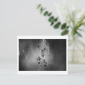 Banana Spider onくもの巣 – 写真はがき ポストカード (スタンド正面)