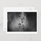Banana Spider onくもの巣 – 写真はがき ポストカード (正面/裏面)