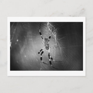 Banana Spider onくもの巣 – 写真はがき ポストカード