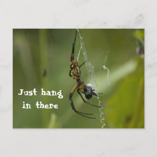 Banana Spider Webそこつるだけ ポストカード