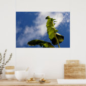 Banana Tree Leaves ポスター (キッチン)