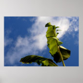 Banana Tree Leaves ポスター (正面)
