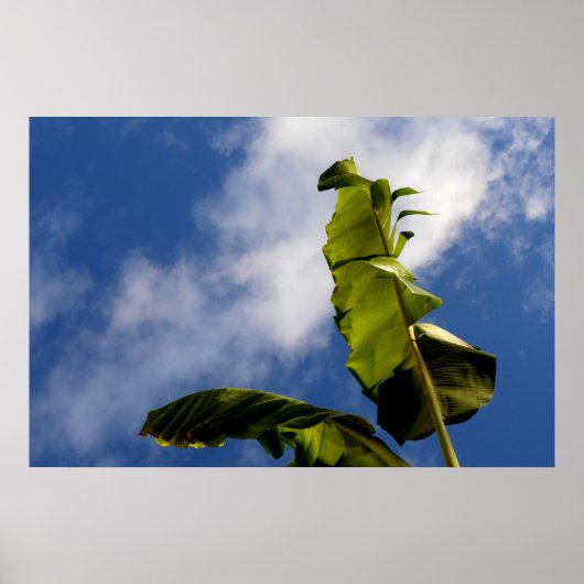 Banana Tree Leaves ポスター (正面)