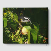 Bananaquit Bird Eating Tropical Photography ゲストブック (裏面)