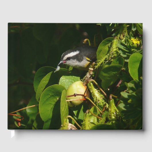 Bananaquit Bird Eating Tropical Photography ゲストブック (正面)
