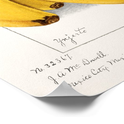 Bananas (Musa) (1904) by Ellen Isham Schutt ポスター (角)