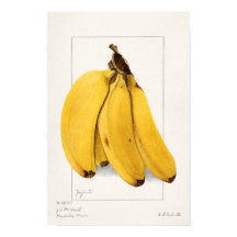 Bananas (Musa) (1904) by Ellen Isham Schutt