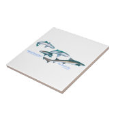 Banded houndsharks タイル (側面)