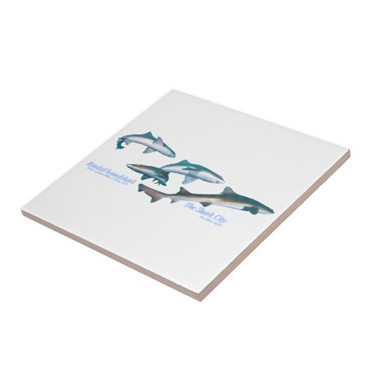 Banded houndsharks タイル (側面)