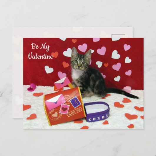 Bandit The Cat's Valentine Mailboxはがき シーズンポストカード (正面/裏面)