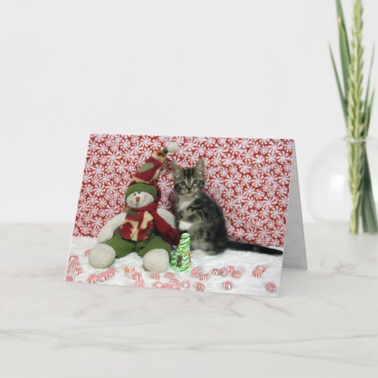 Bandit's Christmasポートレート- Cat / Kitten シーズンカード (正面)
