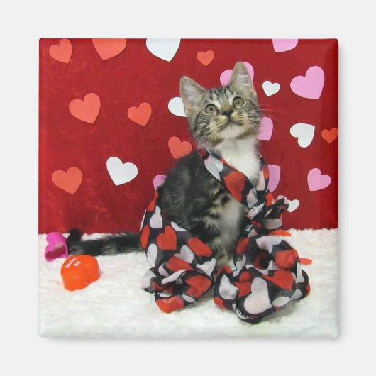 Bandit's Love - Cat /バレンタイン用の子猫マグネット マグネット (正面)