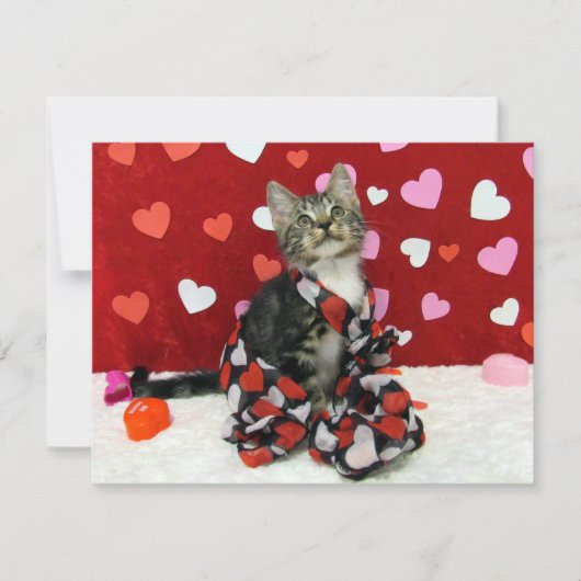 Bandit's Love Valentine - Cat / Kitten - Flat Card シーズンカード (正面)