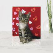 Bandit's Valentine's - Cat / Kitten Valentine Card シーズンカード (正面)