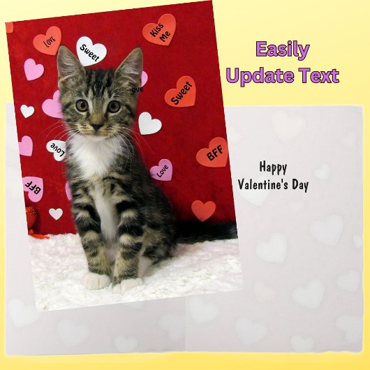 Bandit's Valentine's - Cat / Kitten Valentine Card シーズンカード