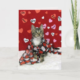 Bandit's Valentine's - Cat / Kitten Valentine's シーズンカード