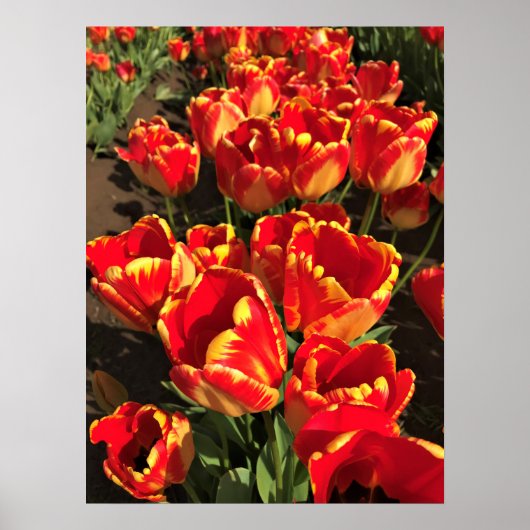 Banja Luka Tulips(オレゴン) ポスター (正面)
