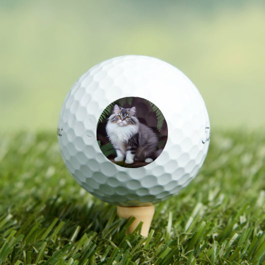 Banjo the Persian:ふわふわの灰色と白の喜び ゴルフボール (インサイチュ 木)