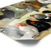 "Bantams"ヴィンテージイラストレーション フォトプリント (角)