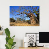 Baobab (Adansonia Digitata), Kruger National ポスター (ホームオフィス)