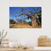Baobab (Adansonia Digitata), Kruger National ポスター (キッチン)