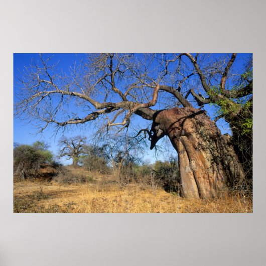 Baobab (Adansonia Digitata), Kruger National ポスター (正面)