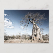 Baobab Tree at Mana Pools国立公園写真