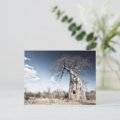 Baobab Tree at Mana Pools国立公園写真 シーズンポストカード (スタンド正面)