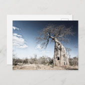 Baobab Tree at Mana Pools国立公園写真 シーズンポストカード (正面/裏面)