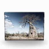 Baobab Tree at Mana Pools国立公園写真 フォトブロック (正面)