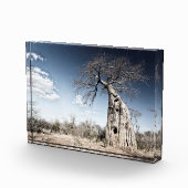 Baobab Tree at Mana Pools国立公園写真 フォトブロック (右)
