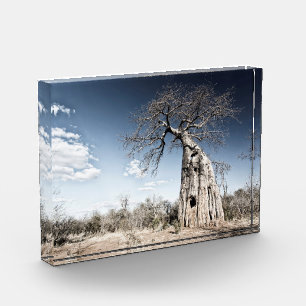 Baobab Tree at Mana Pools国立公園写真 フォトブロック
