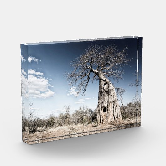 Baobab Tree at Mana Pools国立公園写真 フォトブロック (左)