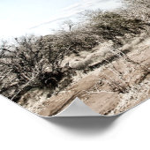 Baobab Tree at Mana Pools国立公園写真 ポスター (角)