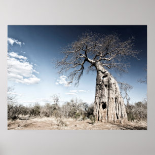Baobab Tree at Mana Pools国立公園写真 ポスター