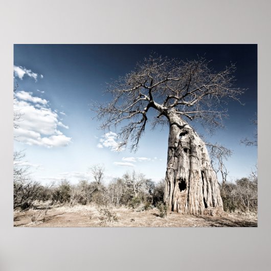 Baobab Tree at Mana Pools国立公園写真 ポスター (正面)