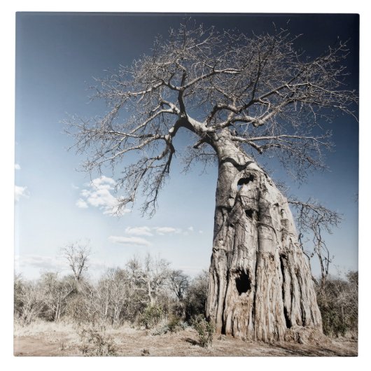 Baobab Tree at Mana Pools国立公園(ジンバブエ) タイル (正面)