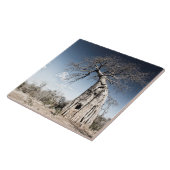 Baobab Tree at Mana Pools国立公園(ジンバブエ) タイル (側面)