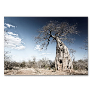 Baobab Tree at Mana Pools国立公園(ジンバブエ) テーブルナンバー