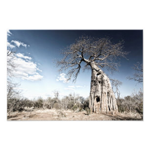 Baobab Tree at Mana Pools国立公園(ジンバブエ) フォトプリント