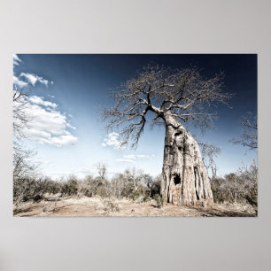 Baobab Tree at Mana Pools国立公園(ジンバブエ) ポスター