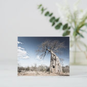 Baobab Tree at Mana Pools国立公園(ジンバブエ) ポストカード (スタンド正面)