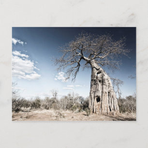 Baobab Tree at Mana Pools国立公園(ジンバブエ) ポストカード