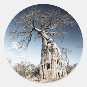 Baobab Tree at Mana Pools国立公園(ジンバブエ) ラウンドシール