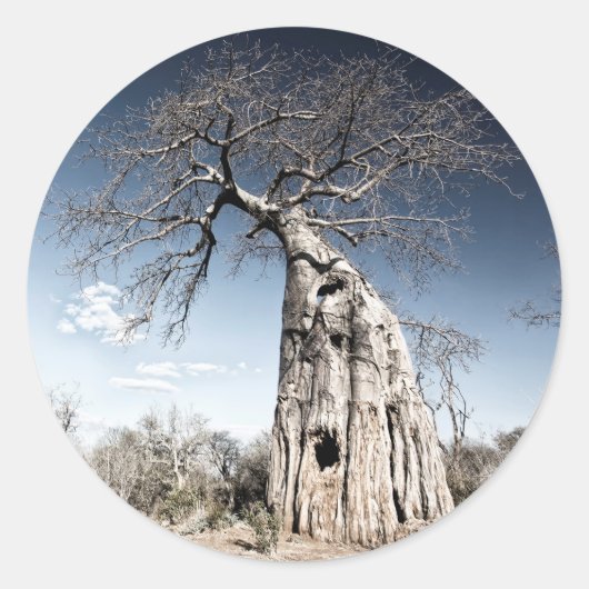 Baobab Tree at Mana Pools国立公園(ジンバブエ) ラウンドシール (正面)