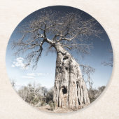 Baobab Tree at Mana Pools National Park写真 ラウンドペーパーコースター (正面)
