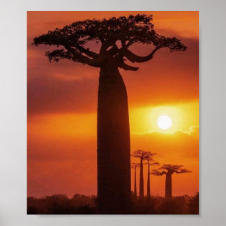 baobab tree poster ポスター