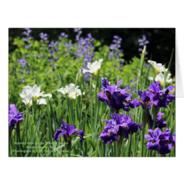 Baptisiaの偽インディゴ、白いおよび二重紫色Sib